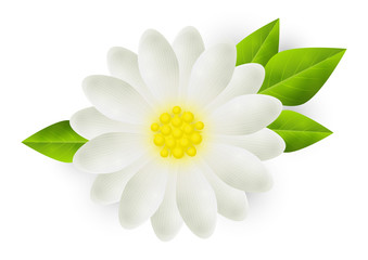 Fototapeta na wymiar White flower for Your design