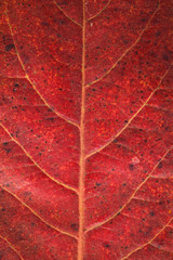 Malabar leaf texture.