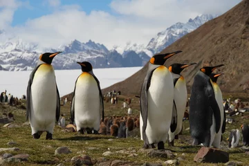 Foto auf Acrylglas Antarktis King penguins, Fortuna Bay, South Georgia