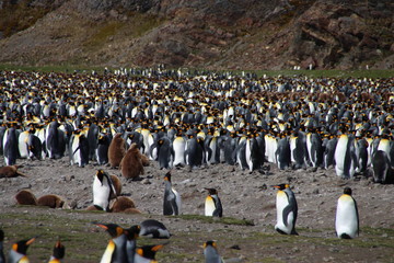 King penguins, Fortuna Bay, South Georgia