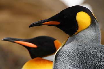 King penguins, Fortuna Bay, South Georgia
