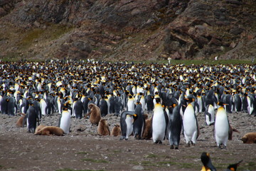 King penguins, Fortuna Bay, South Georgia