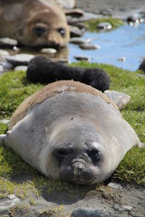 Naklejka premium Elephant seal, Fortuna Bay, South-Georgia