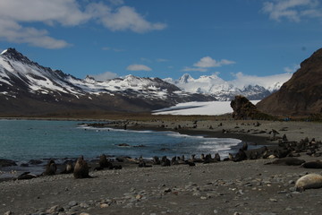 Fur seals, Fortuna Bay, South Georgia