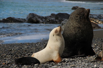 Albino fur seal, Fortuna Bay, South Georgia