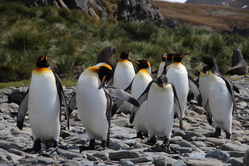King penguins, Fortuna Bay, South Georgia