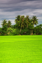Fototapeta premium Green rice field