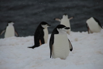 Obraz premium Chinstrap penguins, Half Moon Island, Antarctica