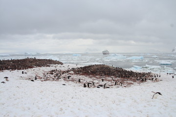 Fototapeta na wymiar Gentoo penguins, Cuverville Island, Antarctica
