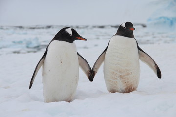 Obraz premium Gentoo penguins, Cuverville Island, Antarctica