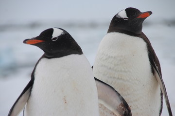 Obraz premium Gentoo penguins, Cuverville Island, Antarctica