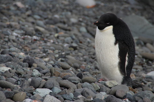 Adelie Penguin, Henryk Arctowski Polish Antarctic Station