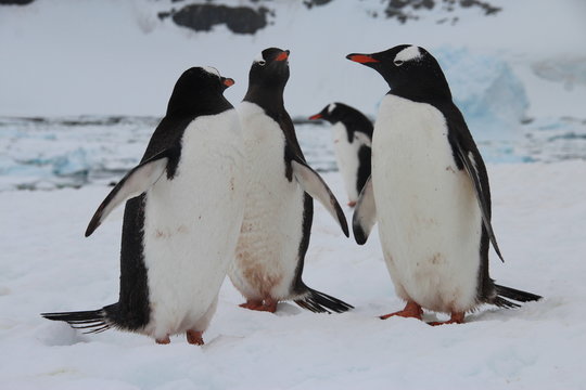 Gentoo penguins, Cuverville Island, Antarctica