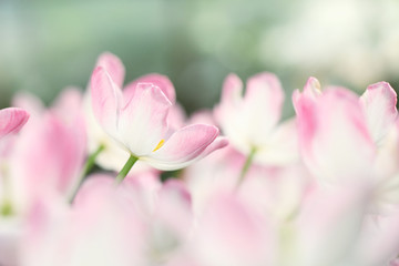 Obraz na płótnie Canvas Tulip flowers