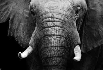 Fotobehang Olifant Afrikaanse olifant in zwart-wit