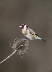 Goldfinch, Carduelis carduelis,