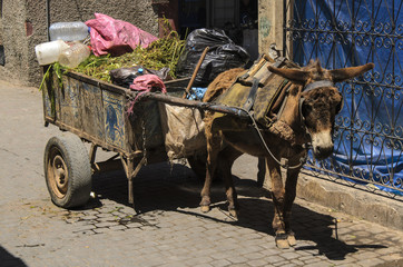 Esel mit Muellwagen in Marokko