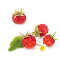 Wild strawberry isolated on white background