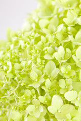 beautiful hydrangea