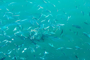 Lots of small fish near the surface of the water in the sea
