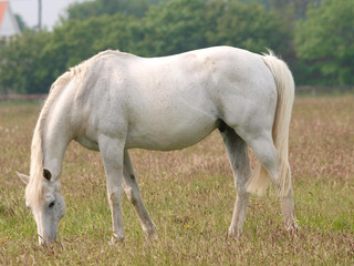 Obraz premium Grey Horse Grazing