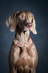 weimaraner dog