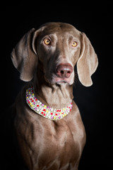 weimaraner dog