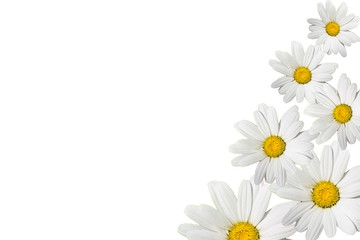Fototapeta premium many flowers daisies