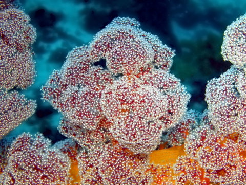 Soft coral, island Maktan, Philippine