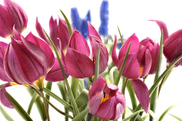 Obraz premium Frühlingsboten in pink und blau