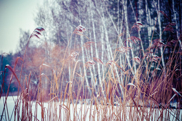 close-up of dry grass in the frost and shadow on snow