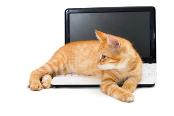Kitten on the laptop