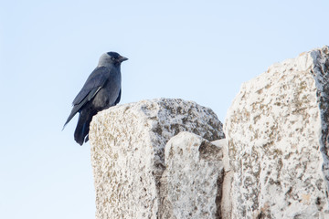 Cute black jackdaw on a wall