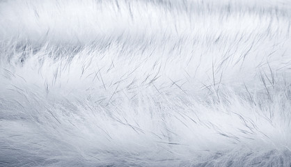 White fur background
