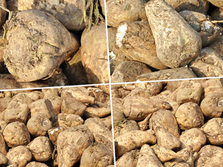 sugar beet