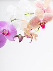 Fototapeta na wymiar Orchidea, samodzielnie na białym tle