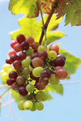 fresh grapes in the vineyard