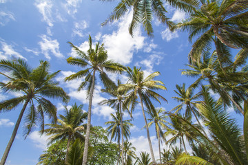 Palms under the sky