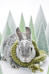 baby rabbit