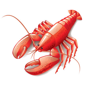 Cooked lobster isolated on white