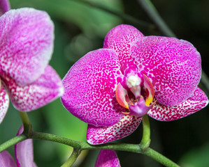 orchid flower