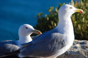 GAVIOTAS EN UN ACANTILADO EN EL MAR, COSTA