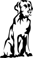 sitting labrador retriever