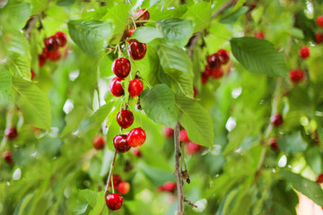 beautiful cherry fruits hanging on a branch at orchard