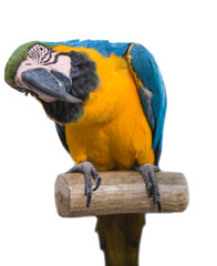 parrot  bird  animal