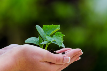 woman holding plant in her hand
