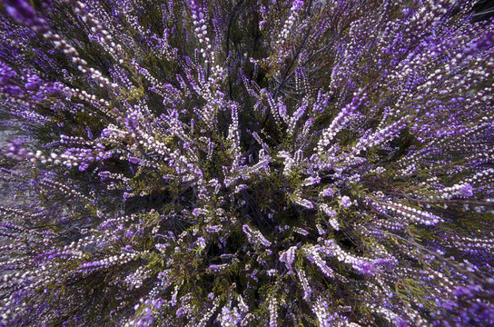 purple flowers on the ground