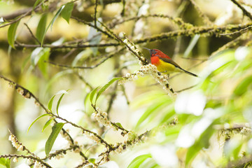 Mrs Gould's Sunbird catching branch in nature