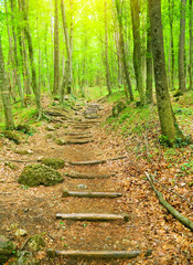 Wooden walkway into the forest.