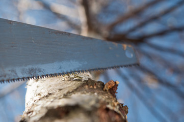 saw next a tree, ready to cut